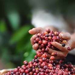 Nescafé Dolce Gusto Latte Macchiato Capsules - 90 Koffiecups 11 Nescafé Dolce Gusto Latte Macchiato Capsules - 90 Koffiecups -Koffiehuis 1190x1200