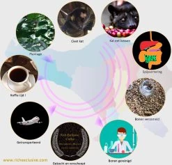 Kopi Luwak Koffie. 35 Gram Ongemalen Bonen. Direct Trade. Single Origin. The Original By Rich.Exclusive. -Koffiehuis 1200x1153 1