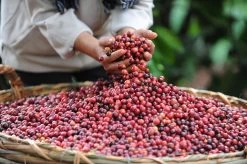 Starbucks Pike Place Medium Roast Koffiebonen - 4 Zakken à 450 Gram -Koffiehuis 1200x798 3