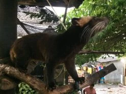 Kopi Luwak Koffie. 35 Gram Ongemalen Bonen. Direct Trade. Single Origin. The Original By Rich.Exclusive. -Koffiehuis 1200x900 2