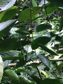 Kopi Luwak Koffie. 35 Gram Ongemalen Bonen. Direct Trade. Single Origin. The Original By Rich.Exclusive. -Koffiehuis 900x1200 1